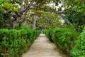 Dirt path in a huge garden with hedges of green bushes and tree branches above Royalty Free Stock Photo