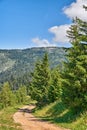 Dirt path leading to secret location in quiet pine forest in remote environmental nature conservation. Landscape view of