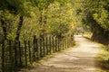 a dirt path leads down to a tree lined pathway near trees Royalty Free Stock Photo