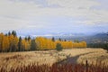 A dirt path leads through a field with a yellow and orange aspen forest with pines and mountains with a gray sky in the background Royalty Free Stock Photo