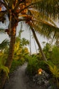 A dirt path leads through a jungle of palm trees and tropical plants lit by lanterns at sunset on an island in the South Pacific