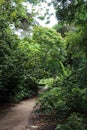 A dirt path meandering through green shrubbery and trees in a park in San Francisco, California