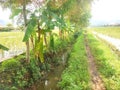A dirt path beside a narrow stream, flanked by banana trees and flooded rice fields. Royalty Free Stock Photo