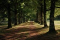A dirt path in a park lined with trees under the shadows cast by their branches, Enigmatic shadows cast by the trees Royalty Free Stock Photo