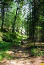 Dirt path running through a forest filled with lots of trees Royalty Free Stock Photo