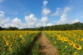 A dirt path runs through a field of sunflowers under a blue sky in summer Royalty Free Stock Photo