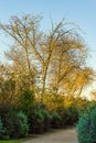 Dirt path through shrubery and bare diciduous treeline Royalty Free Stock Photo