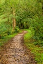 Dirt path with a slight curve in the middle of the forest with dry leaves in the direction of a wooden bench Royalty Free Stock Photo