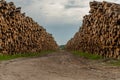 Dirt Path Through Stacks of Logged Wood