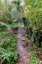 Narrow dirt path with stones between trees and vegetation in the forest Royalty Free Stock Photo