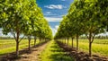 dirt path surrounded by trees and grass, with blue sky and clouds in the background Royalty Free Stock Photo