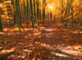 Dirt, path and trees of forest in autumn, season and travel in woods of countryside or park. Hiking, trekking and Royalty Free Stock Photo