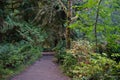 Dirt Path Through West Coast Forest