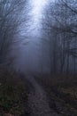 Dirt path winding through the dark misty forest with an eerie atmosphere. Melibokus, Germany.