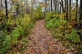 Dirt Path Through Woods Landscape in the Fall Royalty Free Stock Photo