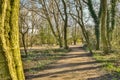 a path through a wooded area with trees Royalty Free Stock Photo