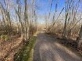 Dirt path in the woods on a winter morning with a blue sky Royalty Free Stock Photo