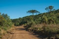 Dirt pathway in a forest with pine trees Royalty Free Stock Photo