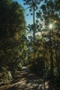 Dirt pathway on wooded landscape and sunlight Royalty Free Stock Photo