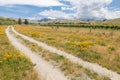 Dirt road across wildflower meadow with vineyards in background landscape Royalty Free Stock Photo