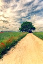 Dirt road between agricultural fields of Latvia Royalty Free Stock Photo