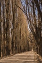 Dirt road with aligned poplar trees with no leaves and brown colors at winter in Uspallata, Mendoza, Argentina Royalty Free Stock Photo