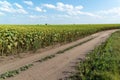 Dirt road along a field with ripe sunflowers, Russia Royalty Free Stock Photo