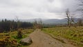 Dirt road along meadow with gorse shrubs  and spruce forest on Montpelier hill, Dublin Royalty Free Stock Photo