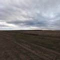 A dirt road amid uncultivated agricultural land