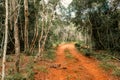 A dirt road amidst trees in Arabuko Sokoke Forest Reserves in Malindi, Kilifi County, Kenya Royalty Free Stock Photo