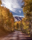 Dirt Road Through an Aspen Grove