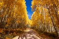 Dirt road through autumn Aspen trees in Colorado Royalty Free Stock Photo