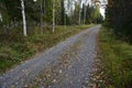 Dirt road in the autumn forest Royalty Free Stock Photo