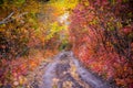 Dirt road in autumn forest in fog. Colorful landscape with beautiful enchanted trees with orange and red leaves in fall Royalty Free Stock Photo