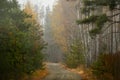 Dirt road among the autumn  forest. Royalty Free Stock Photo