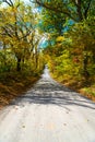 Dirt road in autumn forest goes into the horizon. The autumn sun shines through the yellow and green leaves of the trees, casting Royalty Free Stock Photo