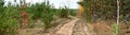 Dirt road in the autumn forest Royalty Free Stock Photo