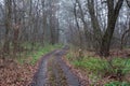 dirt road in autumn forest