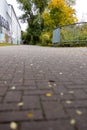 Dirt road through the autumn forest, view on an October day Royalty Free Stock Photo