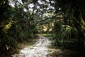 Dirt road backdrop of subtropical forest jungle