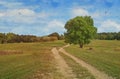 A dirt road through a big lonely green tree surrounded by green fields and forest Royalty Free Stock Photo