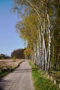 A dirt road and birch coppice in spring Royalty Free Stock Photo