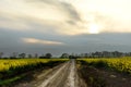 Dirt dirt road among blooming yellow fields at dusk in early spring. Royalty Free Stock Photo
