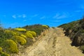 Dirt road with blossoming Genista cushions Royalty Free Stock Photo