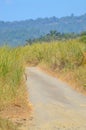 Dirt Road bordered with dune grass and aloe