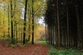 Dirt road between bright and dark woodland Royalty Free Stock Photo