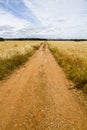 Dirt road on cereal meadow