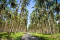 Dirt road through a coconut palm plantation in western Guadalcanal, Solomon Islands. Royalty Free Stock Photo