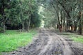 Dirt road countryside full of eucalyptus on a wet winter day Royalty Free Stock Photo