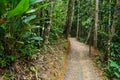 Dirt road covered with gravel in the dense forest Royalty Free Stock Photo